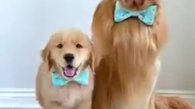 Photoshoots With Puppies Be Like...