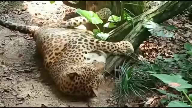 Leopard in Malaysia Zoo Negara