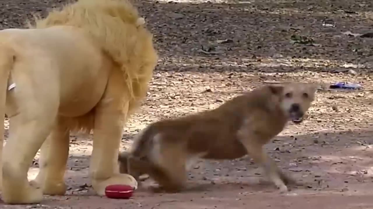 Funny Dog Troll/Prank with fake Lion and Fake Tiger