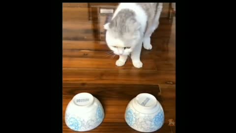 Cat funny videos🐱😂😅hilarious cat videos 😂😂😆🐱