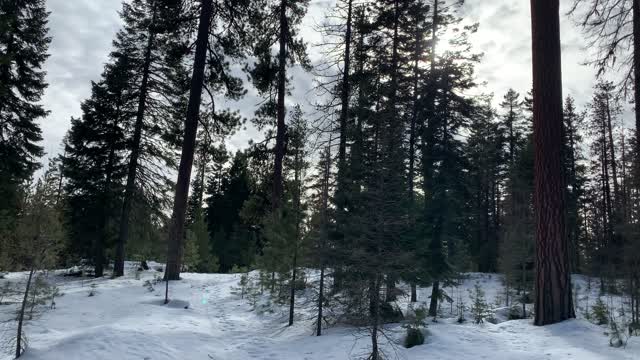 Scenic Snowy Forest – Ochoco National Forest – Bandit Springs Sno-Park – Central Oregon – 4K