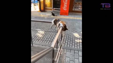 Cat Funny Videos | Cat Funny Moments