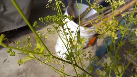 Black Swallowtail Caterpillars