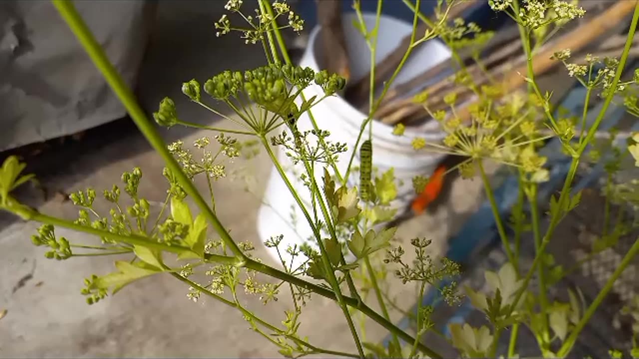 Black Swallowtail Caterpillars