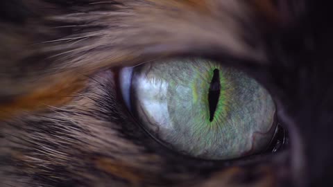 Eye of animals