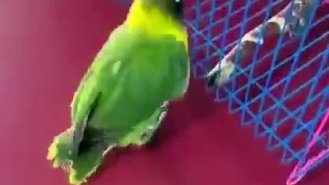 Smart parrot playing her toy#