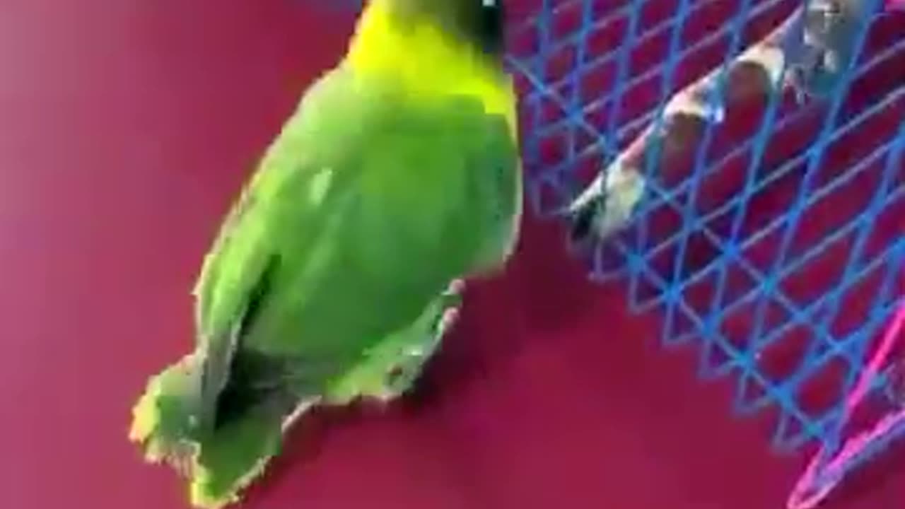 Smart parrot playing her toy#