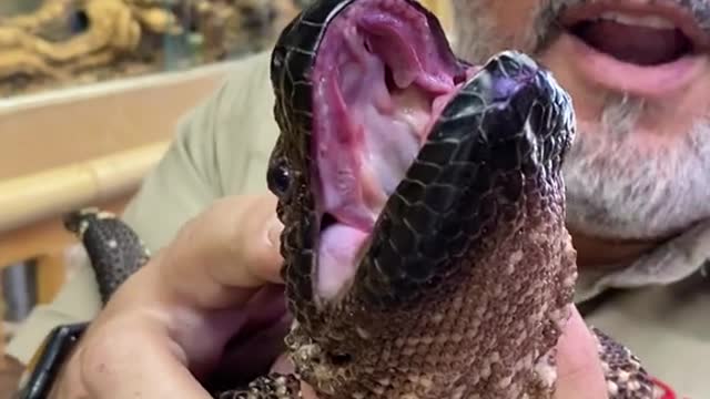 uckily Mexican Beaded Lizards are not deadly but they say their bite is super painful !