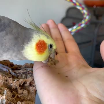 Cocktail bird eats crunchy insects, tasty and delicious