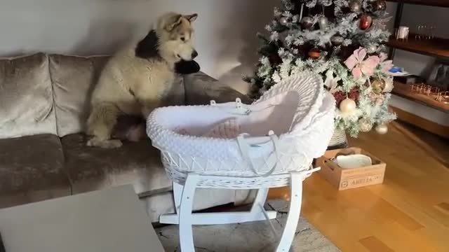 Curious Dog And Cat Bond With Newborn Baby! He Rocks Him To Sleep! (Cutest Ever!!)
