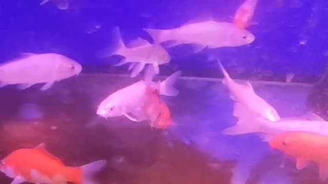 fish in bathtub