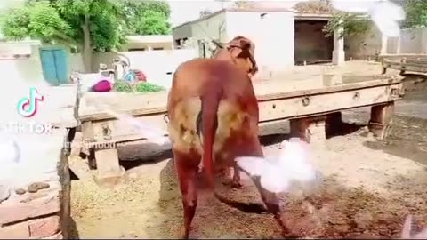 sahiwal cow transformation