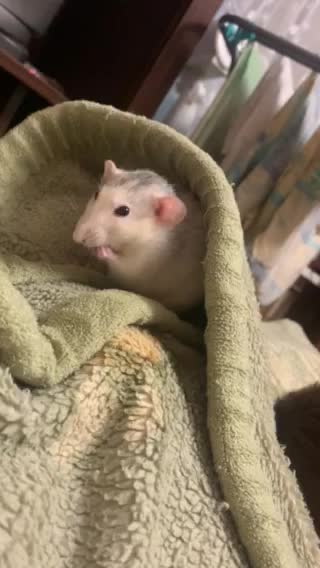 Моя крыска умываться))