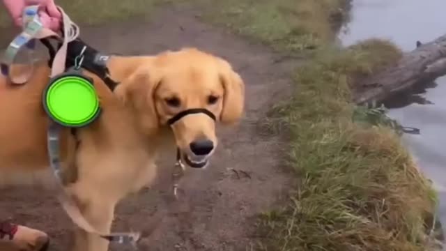 Puppy by the Lake