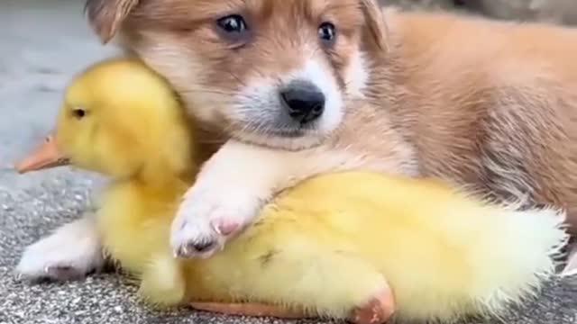 Best funny cute dogs and cats