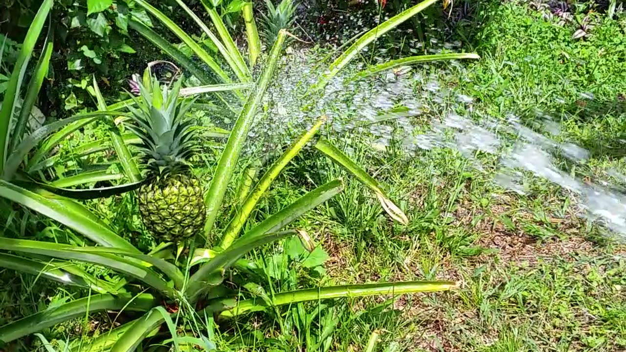 Let's Water The Front Garden - It's Hot 6-9