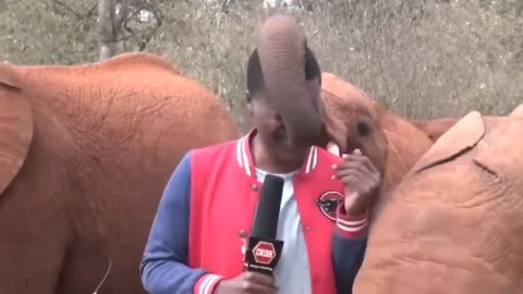 elephant gets in the way of reporter 😂😂😂🐘