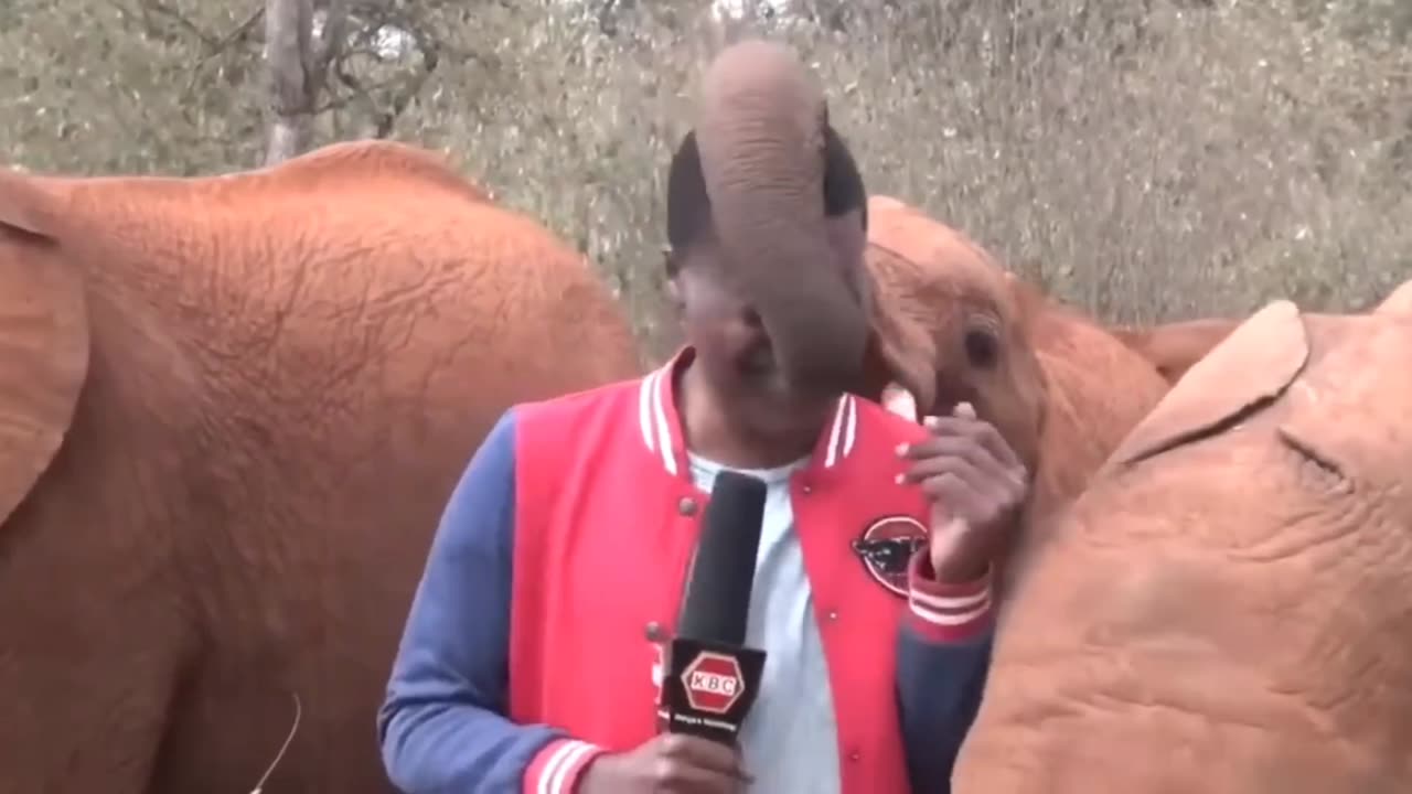 elephant gets in the way of reporter 😂😂😂🐘