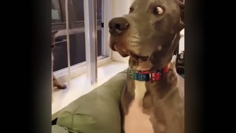 The funniest pet faces