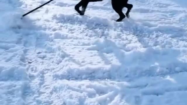 The dog helped