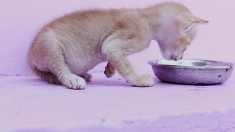 The yellow kitten is waking up on the floor at home