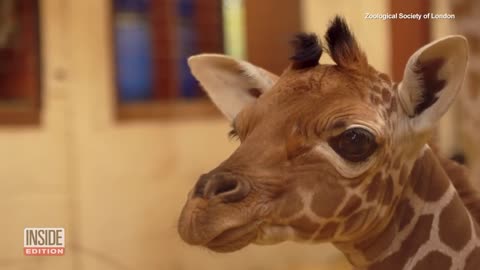 Baby Giraffe Born Standing Over 6-Feet Tall