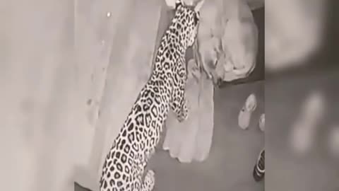 Leopard attacks on dog - shocking videos😰