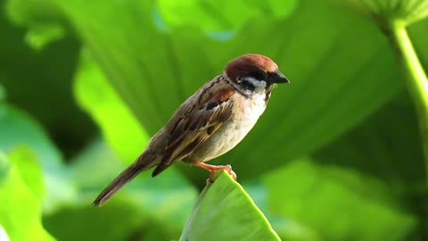 The sparrow on the lotus