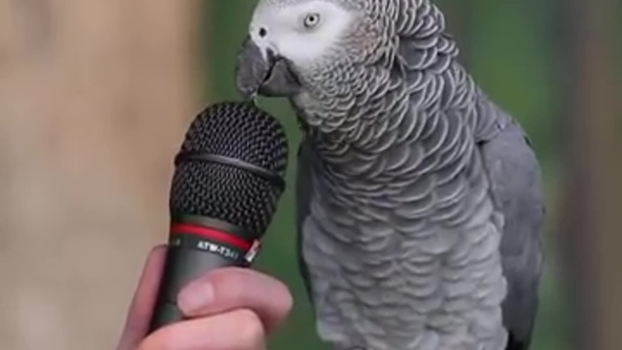 Talking parrot