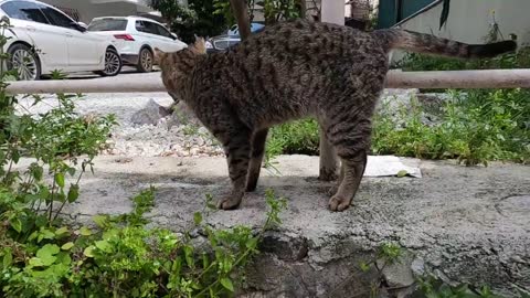 Tabby cat that initially came to me shyly now trusts me