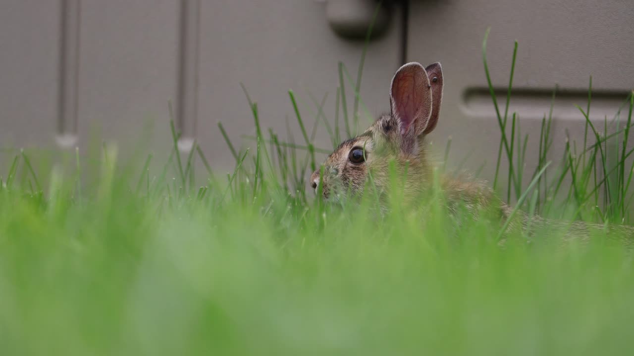 Rabbit Searching for Food