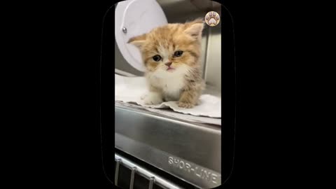 Cute little Cat 😺 Funny video