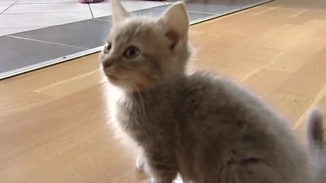 Cute munchkin baby kitten talks too much