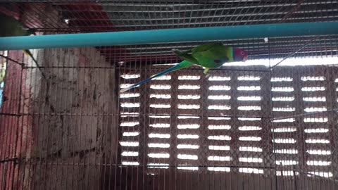 Plum head parrot pair