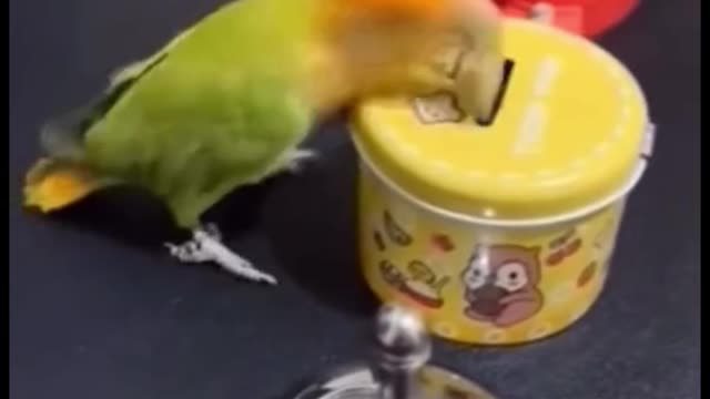 I don't know how long it takes to train a parrot like this