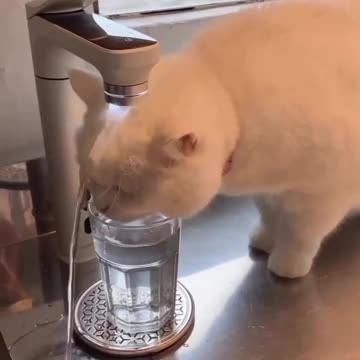Funny cat🐈 takes shower under the water filter 😂 Joy Funny Factory