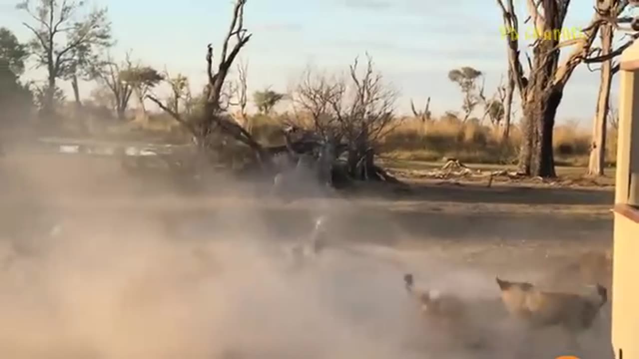 Shocking_Moments_When_Painful_Lions_Are_Attacked_And_Tortured_By_Africa_s_Deadliest_Preys