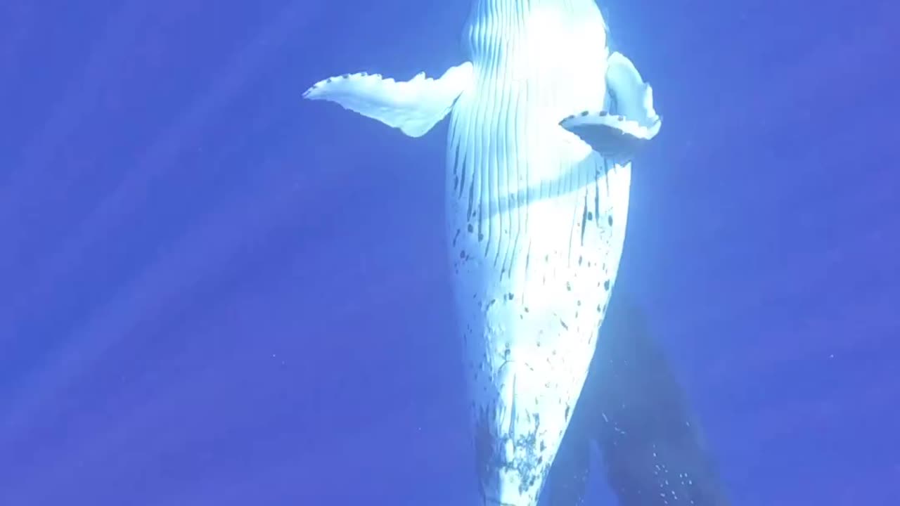 Big Whale