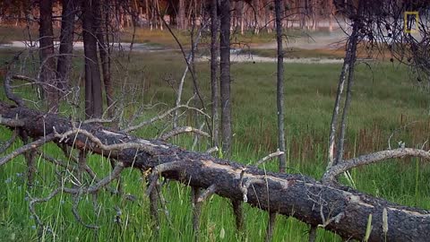 in Yellowstone’s Beautiful Landscapes National Geographic