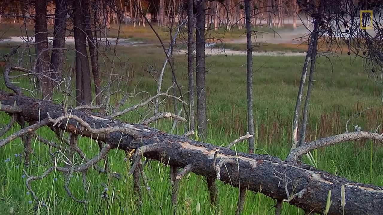 in Yellowstone’s Beautiful Landscapes National Geographic