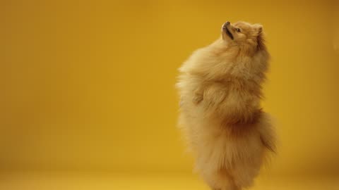 CUTE and FUNNY Munchkin Cats!