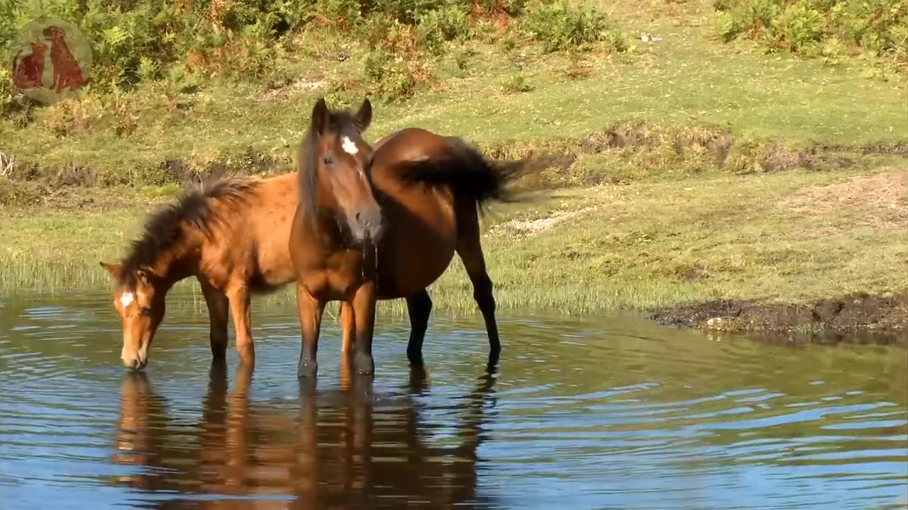 Kid's funny 🤣 video and in joining 😅 baby animals funny video