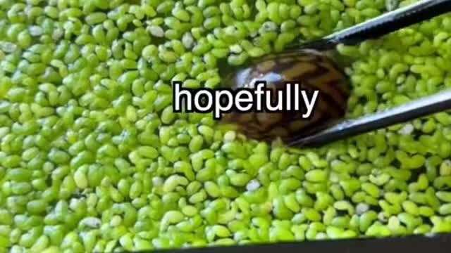 Why I Needed a Snail 🐌
