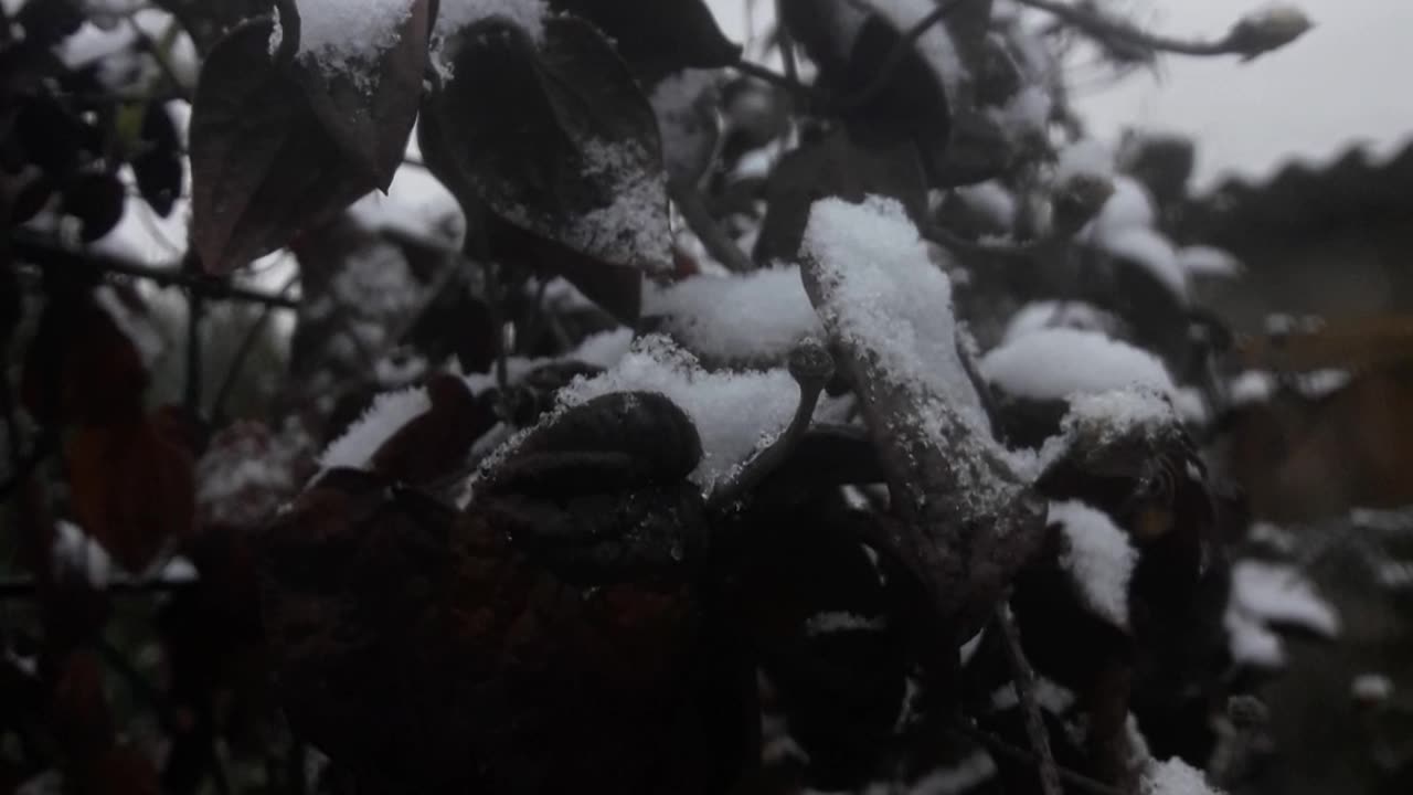 Clematis in the snow