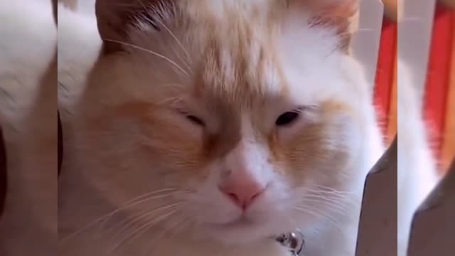 Cute pet funny video