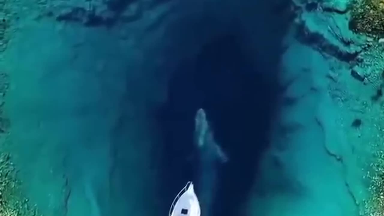 BEAUTIFUL PLACE BEAUTIFUL WHALE