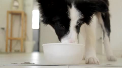 dog drinking water animals