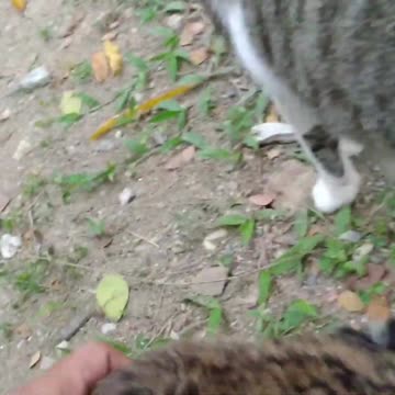 What Does a Nursing Kittens Need?