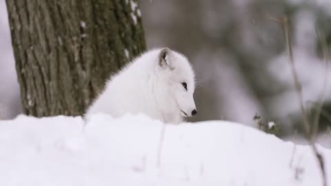 Arctic fox in the snow