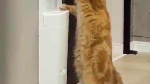 Smart Cat , Funny Cats Video 2021